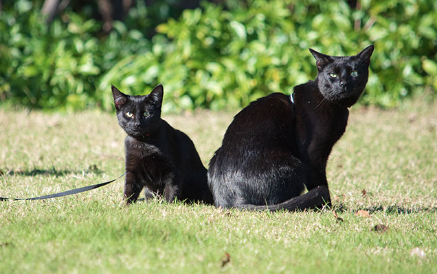 rspca furbassador nathan the beach cat with winnie outdoors on lead